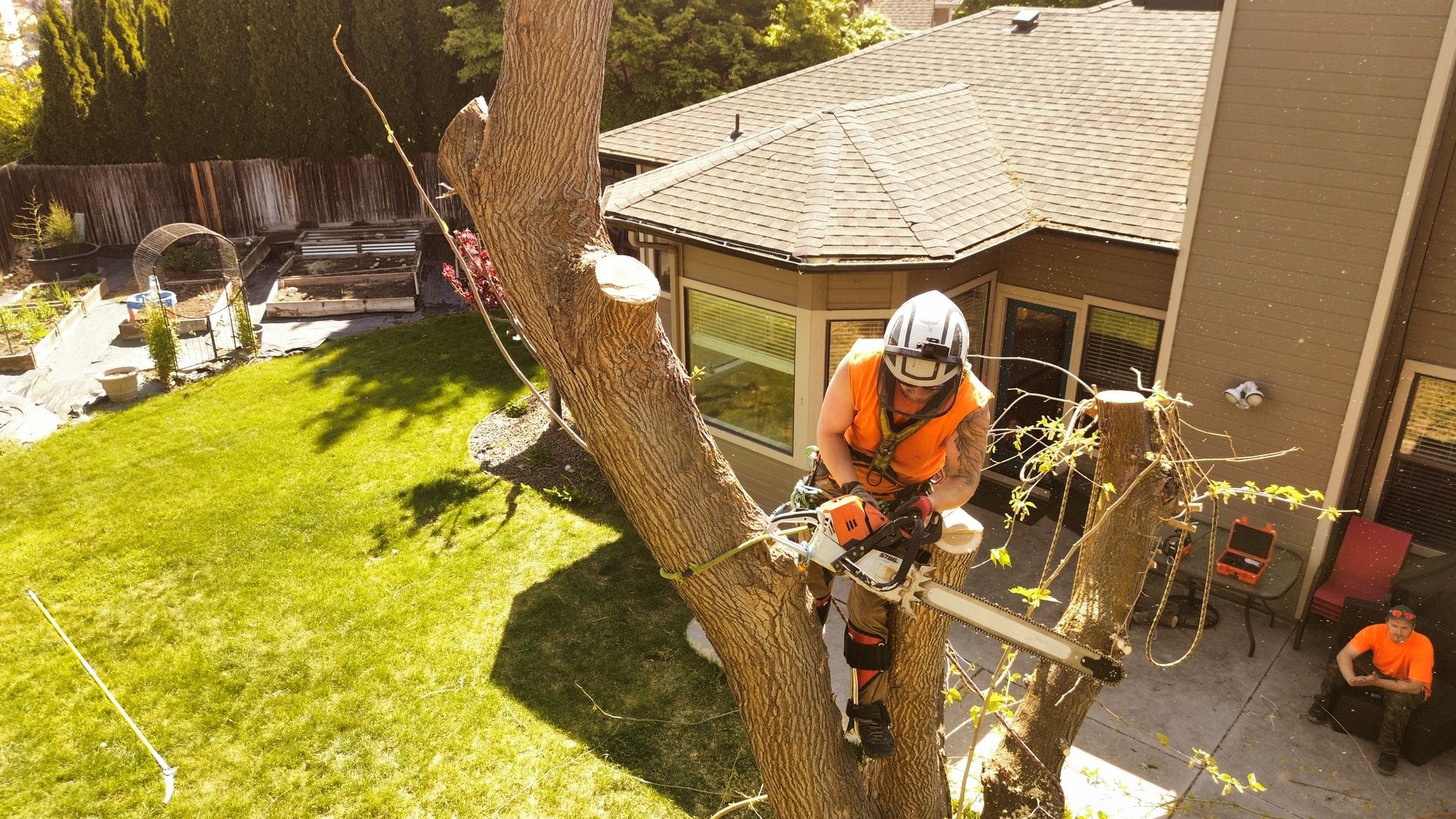Tree service work by Tapson's Tree Service in Boise